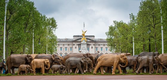  A herd of Elephant sculptures look as if they're walking in  front of Buckingham Palace